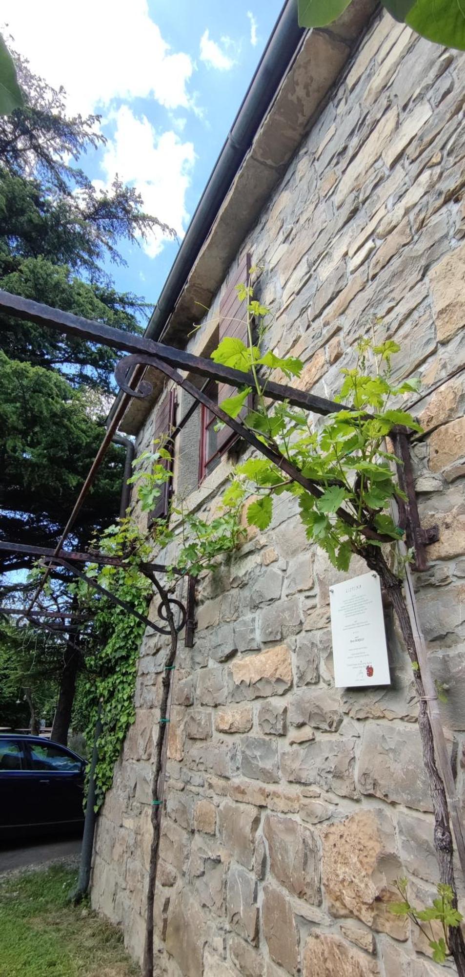 Bordon Wines, Estate With Accommodation Dekani 外观 照片